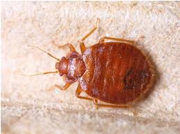 19 Best Home Remedies For Getting Rid Of Bed Bugs