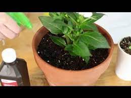 Pin On Gardening