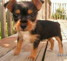 Black And Tan Yorkie Poo Full Grown Chorkie Half Yorkie Half Chiwawa Chihuahua Mix Puppies Cute Dogs Yorkie Chihuahua Mix