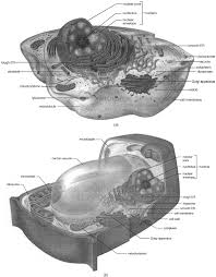 Снартеr 14 the human genome. The Cellular Organization Of Life Mcgraw Hill Education Access Engineering