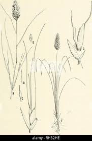 Image result for Chloris roxburghiana