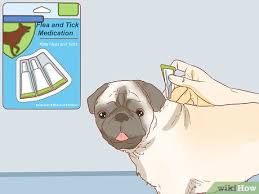 And last but not least, eliminate negative interactions with other pets and humans. 3 Simple Ways To Boost Your Dog S Immune System Wikihow Pet