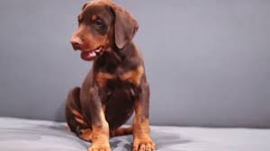 Doberman puppies (gls > la marque). Red Rust European Doberman Pinscher Youtube