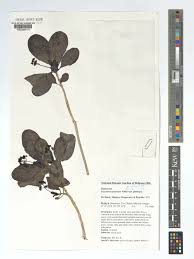 Image result for Psychotria kirkii