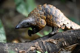 Its chinese name often misleads people into thinking pangolins are warriors. The Pangolin Crisis Fund Hope For Pangolins Save Pangolins