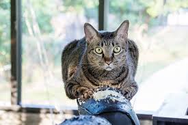 Why Do Cats Knead Here Are 5 Reasons Your Cat Kneads You Cattime Cats Cats Knead Pets Cats