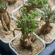 Image result for Monadenium crenatum