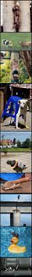 Animals Trapped In Wierd Places Still Awesomely Cute Weird Animals Funny Animals Animals