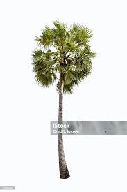 Image result for Borassus