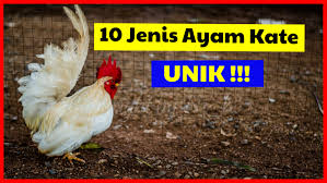10 Jenis Ayam Kate Yang Unik Dan Memukau Mata Jenis Ayam Warna