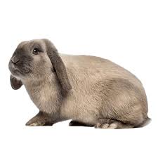 Holland Lop Rabbit Health Facts By Petplan Petplan