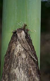 Image result for Oldeania alpina