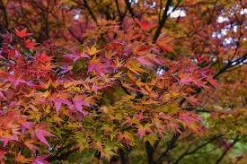 On the other hand, the famous sugar maple can grow to 75 feet high and 45 feet wide, an impressive among maple trees, there are several common diseases that you should learn to keep an eye out for. Why Japanese Maple Tree Dying Here S How To Fix It