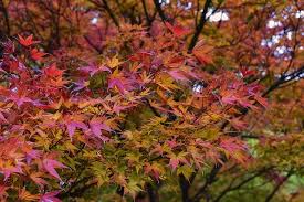 Lesions are a mix of lighter brown to black. Why Japanese Maple Tree Dying Here S How To Fix It
