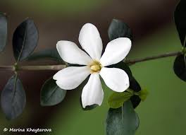 Image result for Gardenia cornuta