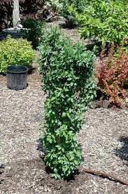Image result for ligustrum ovalifolium