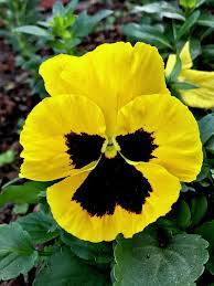 Pansy Photograph Yellow Black Pansy Flower 001 By Sofia Metal Queen Pansies Flowers Yellow Flower Photos Pansies