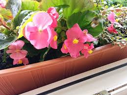 Image result for begonia semperflorens