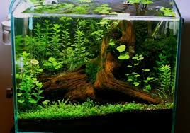 Tree Root Aquarium Ornament Mangrove Wood Decoration Fish Tank Plants Aquarium Fish Tank Nature Aquarium