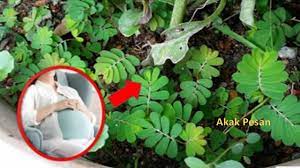 Khusus buat wanita yang sedang berikhtiar untuk hamil, anda boleh cuba amalkan air rebusan halba bagi wanita yang melahirkan anak, antara cabaran yang mereka hadapi ialah apabila susu badan kering. Inilah Khasiat Daun Dukung Anak Untuk Ikhtiar Mendapatkan Zuriat Akak Pesan