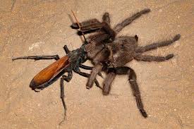 Find 24 photos of the 4152 s tarantula hawk pl home on zillow. Pin On Planet Deadly