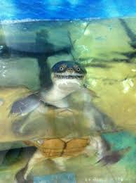 A Weird Looking Turtle I Saw On Reddit Cute In A Scary Way I Love Turtles Cute Creatures Cute Animals Animals Bugs