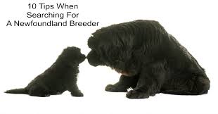 Come visit us in huntington ny today. 10 Tips When Searching For A Newfoundland Dog Breeder My Brown Newfies Newfoundlands