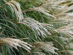 Image result for Miscanthus sinensis