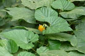 Image result for Momordica foetida