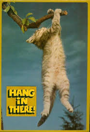 The Inaugural Edition Of Meme Monday Cat Posters Hang In There Cat Cats