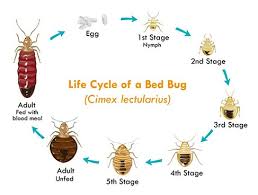 Do you have a problem with bed bugs? Bed Bugs Tampa Bay Affordable Heat Treatment Rentals In Florida Bed Bugs Tampa Bay Bed Bug Heat Treatment Equipment Rentals In Florida