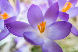 Crocus Blooming In Spring Welsh Wild Flowers Growing By Usk Stock Photo Picture And Royalty Free Image Image 76297787