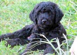 Labradoodles are perfect for a loving companion dog. F2b Labradoodle For Sale In Fort Wayne Indiana Classified Americanlisted Com