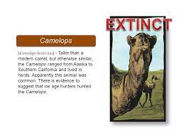 5.75 x 8.75 the plates are blank at. Animals In Terra Tempo Ice Age Cataclysm Each Animal Is Listed On Your Chart When You See The Animal Mark Extinct Or Still Alive In The Correct Ppt Download