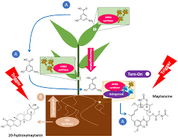 Image result for Gymnosporia heterophylla