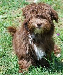 Jade Bichons Havanais Elevage A La Vie Est Belle Suisse