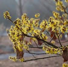 Image result for Hamamelis mollisi