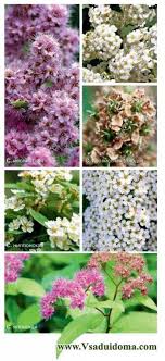 Check spelling or type a new query. Spiraea Specie E Varieta Foto Un Sito Su Un Giardino Una Residenza Estiva E Piante Da Appartamento