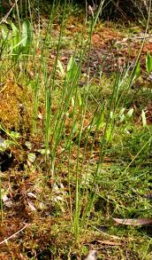 Image result for Eleocharis minuta