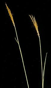 Image result for Eulalia polyneura