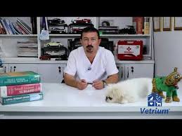 Muhabbet Kuslarinda Ishal Youtube 2020 Muhabbet Kuslari Kus Veterinerler