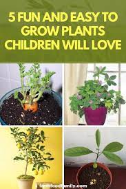 5 Fun And Easy To Grow Plants Children Will Love Farmfoodfamily Survival Gardening Plants Growing Plants