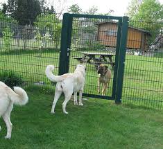 Kangal Von Altin Arkadash Herzlich Willkommen