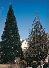 Noting the pivotal role that sherman had played in the indian wars and his forced relocation of native american tribes, they renamed the tree in honor of karl marx.however, the community was disbanded in 1892, primarily as a result of the establishment of sequoia national park, and the tree reverted to its previous name. Giant Redwood Truckee Meadows Water Authority