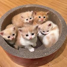Imagine Playing With All Of Them Send Video Or Photo Of Your Cat With The Name Of Your Insta Page To Our Contest E Kittens Cutest Cute Cats Cute Animals