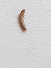Lardarius ist bei einer weiten spanne der luftfeuchtigkeit lebensfahig 30 bis 90. Welche Larve Ist Das Bitte Um Hilfe Insekten Kafer Wurmer