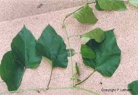 Image result for Phragmanthera eminii