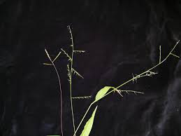 Image result for Microstegium fasciculatum