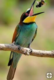 Pin De Emi55 En Animales Con Imagenes Aves Exoticas Aves Pajaros Aves