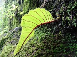 Image result for Streptocarpus myoporoides